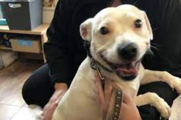 Ce chien a été adopté grâce à son adorable sourire !
