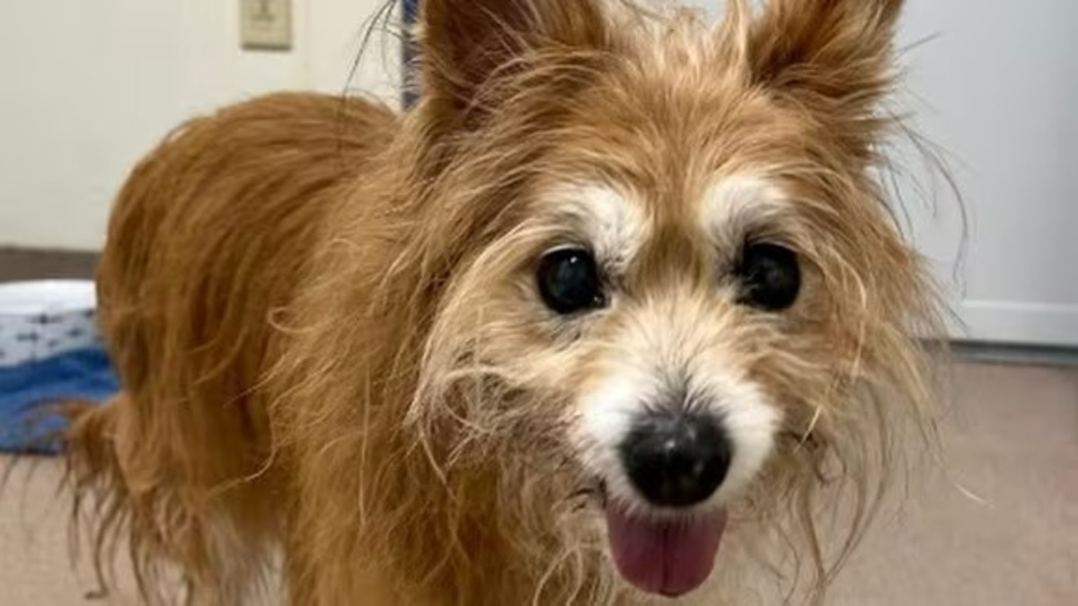 Ce chien de 17 ans a trouvé un nouveau foyer après le décès de son maître