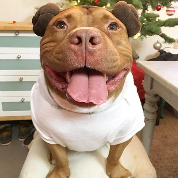 Ce chien n’a jamais cessé de sourire depuis qu’il a trouvé un foyer !
