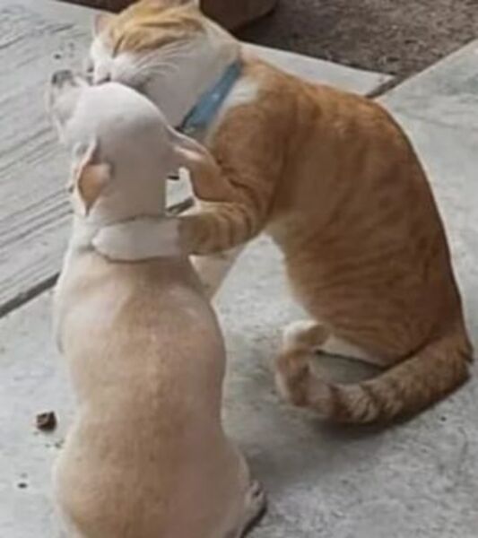 Ce chiot adopte un chaton abandonné, ils deviennent inséparables