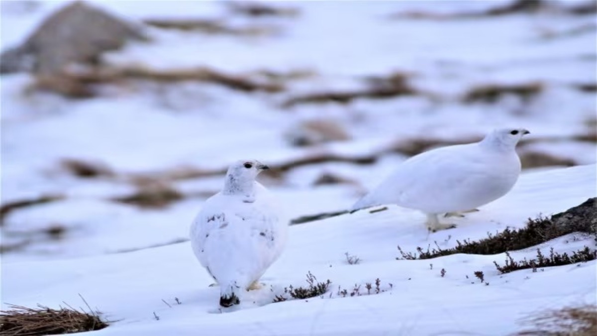 Ces animaux changent de pelage en hiver pour se camoufler ou se protéger du froid