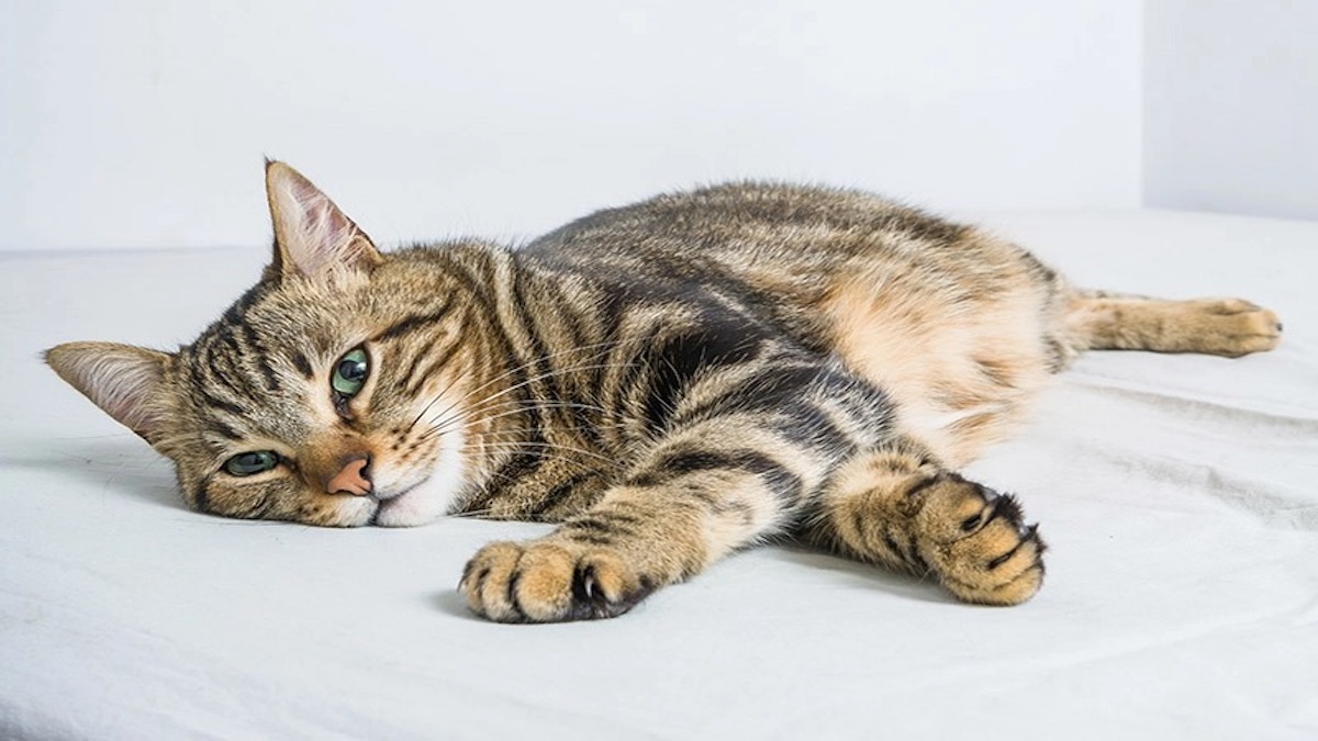 Leucémie des chats : connaître les symptômes pour réagir rapidement