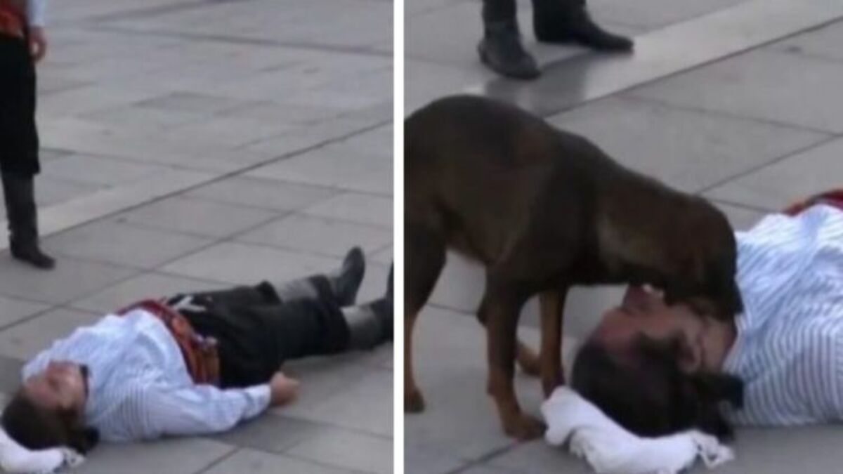 Cet acteur fait semblant d’être évanoui dans la rue, un chien errant accourt pour le sauver