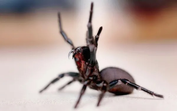 Cette araignée est la plus venimeuse au monde et l’un des animaux les plus dangereux