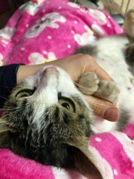 Cette chatte enceinte miaule à la porte d’une clinique vétérinaire pour recevoir de l’aide