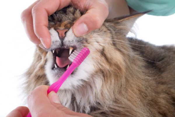 Combien de fois faut-il brosser les dents d'un chat ? Et pourquoi est-ce si important ?
