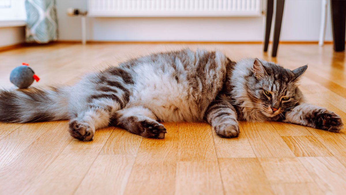 Comment savoir si une chatte est enceinte Voici les 10 signes révélateurs