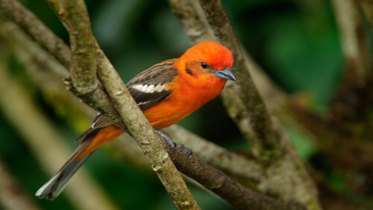 Curiosités sur les oiseaux : tout savoir leur plumage, leur vol, leurs chants et leurs œufs