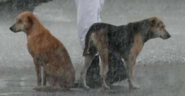 Des chiens sans abri s'abritent de la pluie sous le parapluie d'un policier
