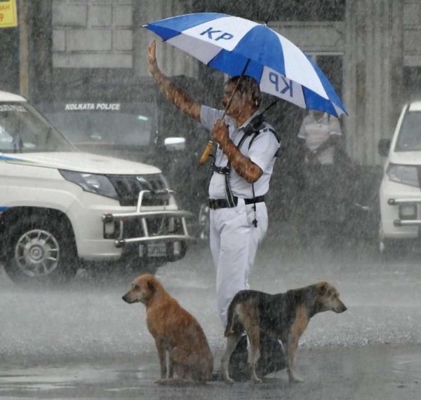 Des chiens sans abri s'abritent de la pluie sous le parapluie d'un policier