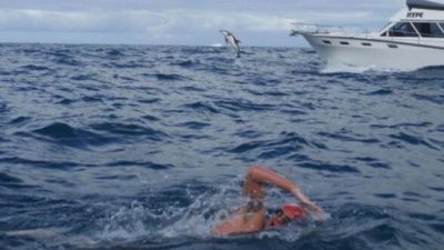 Des dauphins viennent au secours de ce nageur face à un requin blanc et lui sauve la vie