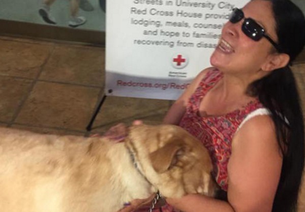 Des histoires incroyables quand un chien guide sauve une vie humaine