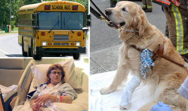 Des histoires incroyables quand un chien guide sauve une vie humaine