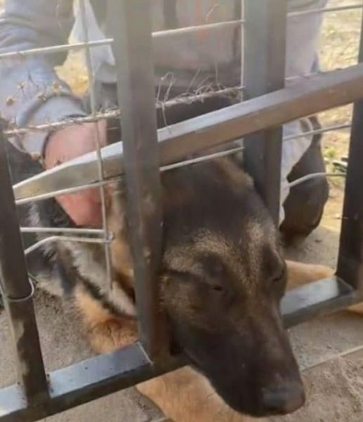 Des jeunes sauvent un chien qui hurle, sa tête est coincée dans une clôture