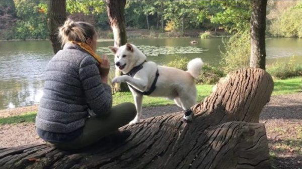 Elle part en Corée du Sud pour sauver un chien avant qu’il ne soit mangé