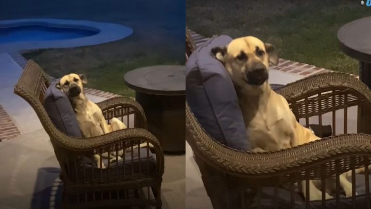 Elle se réveille et trouve un chien errant sur sa chaise de terrasse