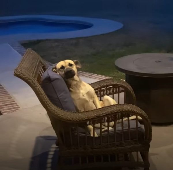 Elle se réveille et trouve un chien errant sur sa chaise de terrasse