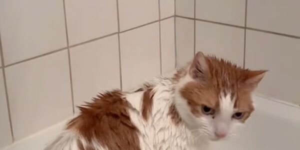 Elle trouve un chat sur le seuil de la mort, elle lui sauve la vie grâce à son sèche-cheveux