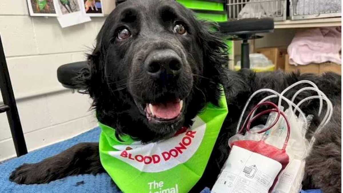 Henry, le chien qui donne son sang pour sauver d'autres canidés et des chats
