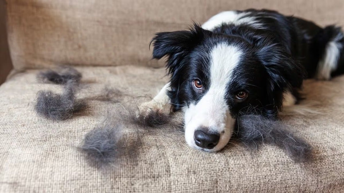 La bonne façon de nettoyer votre maison si vous avez un chien ou un chat, selon les experts