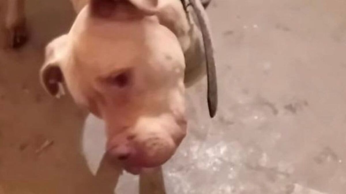 La police intervient pour sauver un chien abandonné, ils découvrent l’horreur