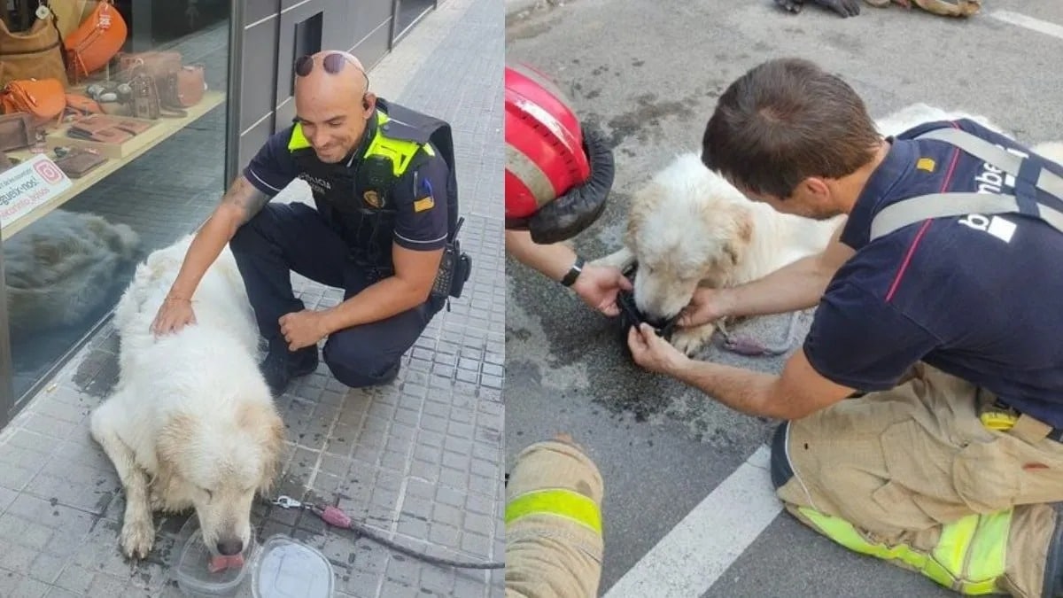 La police sauve un chien enfermé sur un balcon depuis trois jours, sans eau !