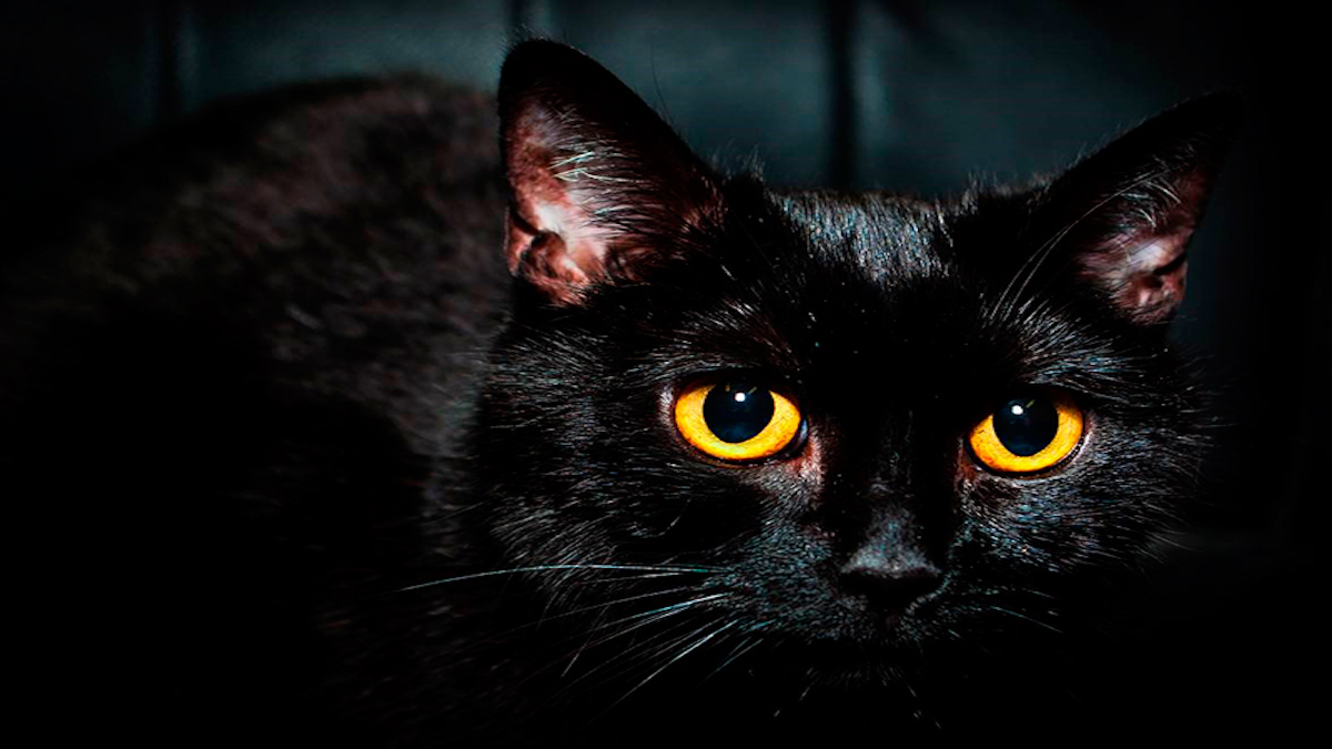 La raison pour laquelle les yeux d'un chat brillent dans l'obscurité