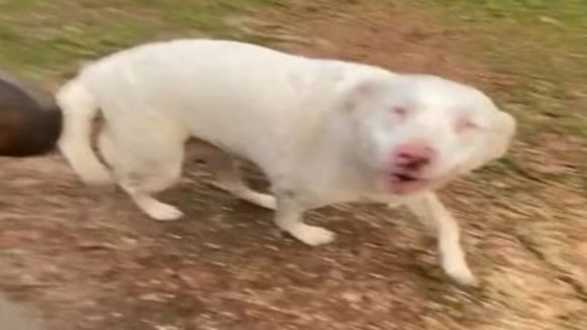 La réaction de ce chien aveugle et sourd lorsqu’il sent la présence de son maître est déchirante