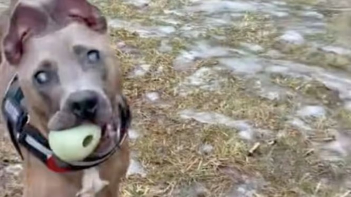 La réaction émouvante d'un chien aveugle après avoir trouvé sa balle devient virale sur la Toile