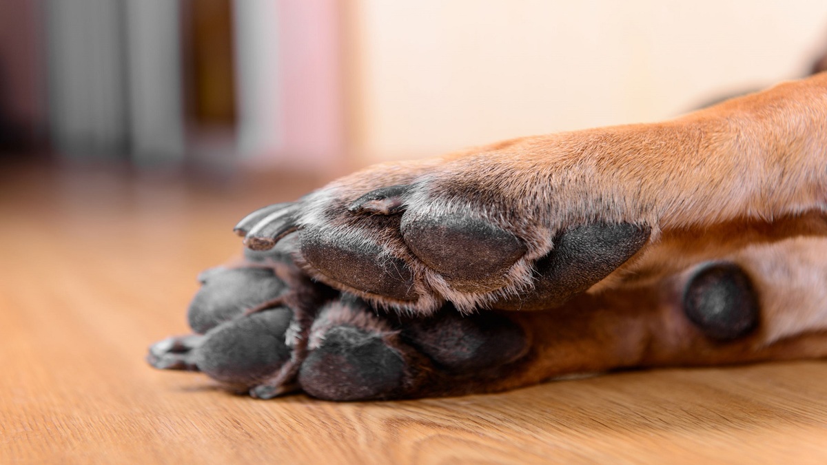 L’astuce infaillible pour savoir si les pattes de votre chien sont brûlées