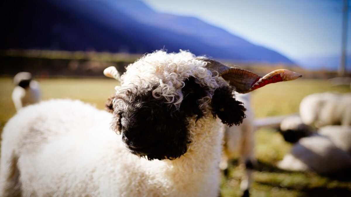 Le mouton Nez Noir du Valais, la plus belle race ovine au monde