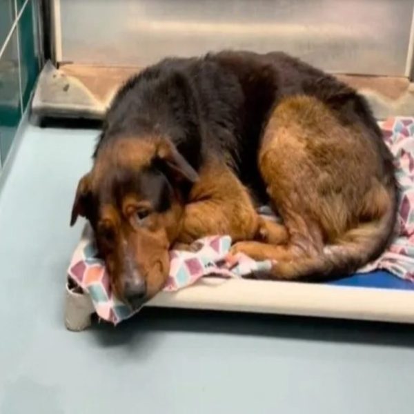 Le plus triste des chiens de refuge adopté une heure avant d’être euthanasié