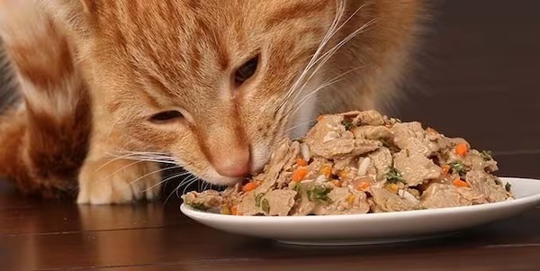 Les 5 aliments qui rendent nos chats heureux