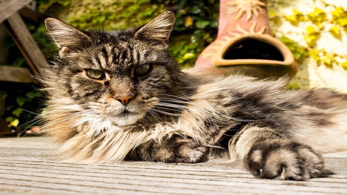 Les 7 plus grandes races de chats au monde