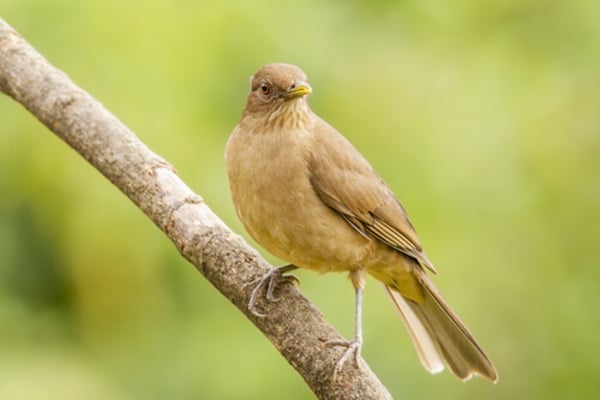 Les 9 plus beaux oiseaux d'Amérique centrale, ils sont sublimes