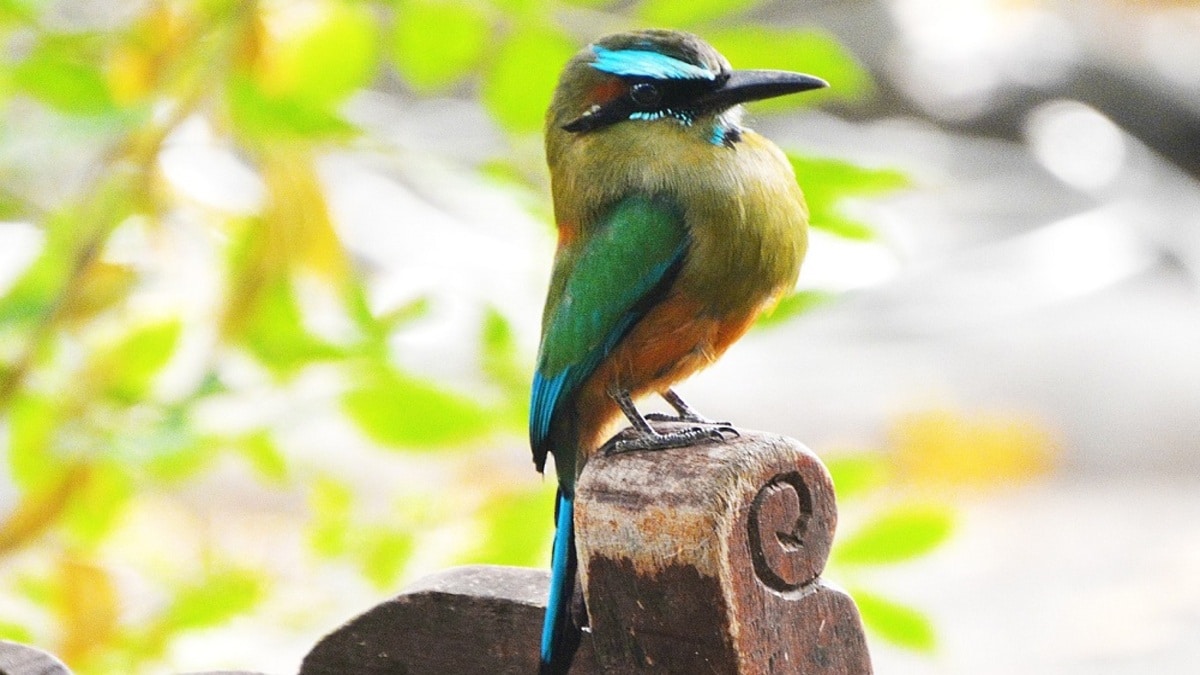 Les 9 plus beaux oiseaux d'Amérique centrale, ils sont sublimes