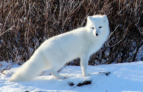 Les animaux qui vivent dans l’Arctique : les principales espèces et leur mode de survie