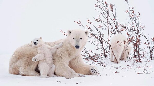 Les animaux qui vivent dans l’Arctique : les principales espèces et leur mode de survie