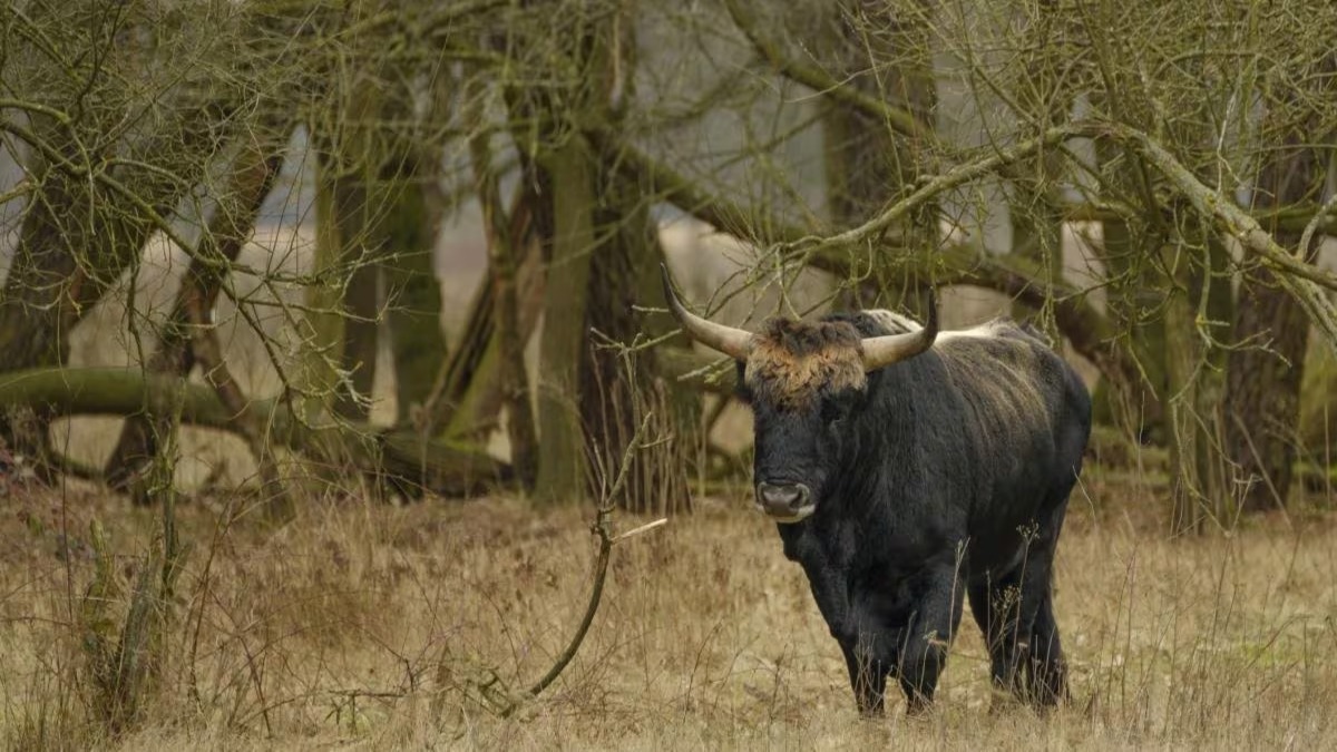 Leș aurochs : ces animaux disparus que des scientifiques tentent de 'ramener' en Europe