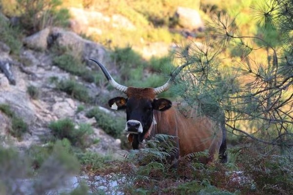 Leș aurochs : ces animaux disparus que des scientifiques tentent de 'ramener' en Europe