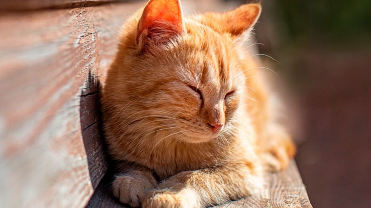 Les chats sont tous accros au soleil, les raisons vont vous étonner !