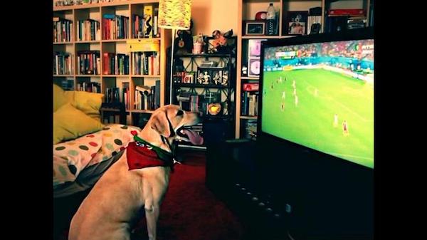 Les chiens aiment-ils regarder la télévision ? Les résultats surprenants de cette étude