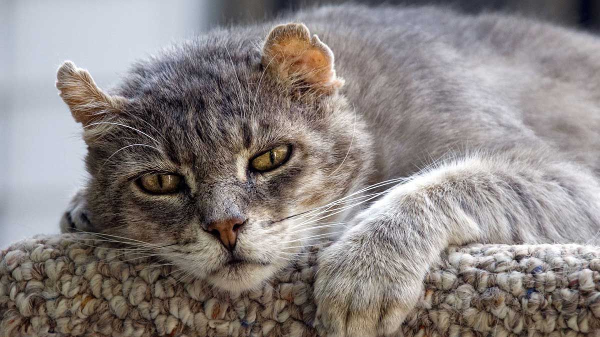 Les comportements et signes des chats quand ils sentent qu’ils vont mourir