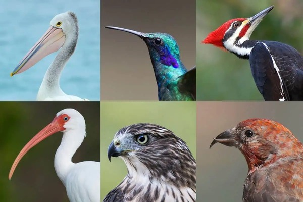 Les différents types d’oiseaux à long bec, leurs noms et photos dévoilés