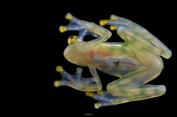 Les grenouilles de verre : leur secret pour devenir totalement transparentes et invisibles