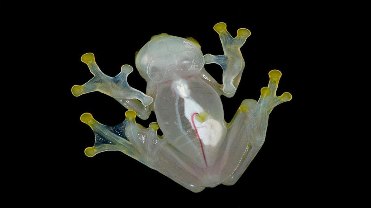 Les grenouilles de verre : leur secret pour devenir totalement transparentes et invisibles