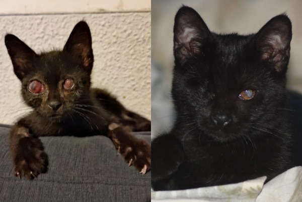 Les incroyables changements avant et après de ces chats sauvés et adoptés