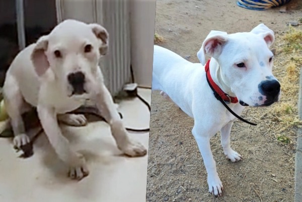 Les incroyables changements avant et après de ces chiens et chats sauvés et adoptés