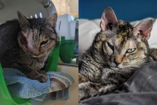 Les incroyables changements avant et après de ces chats sauvés et adoptés
