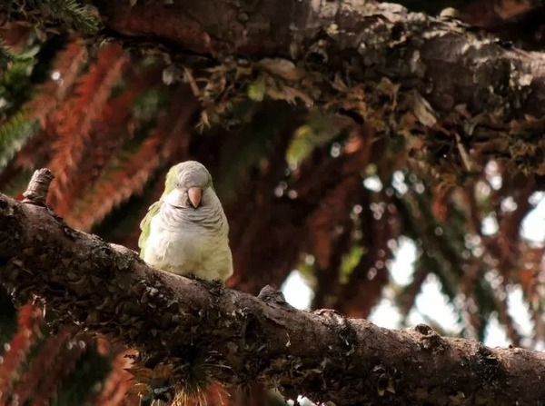 Les perroquets d’Argentine qui ont migré en Europe ont appris des dialectes locaux selon cette étude